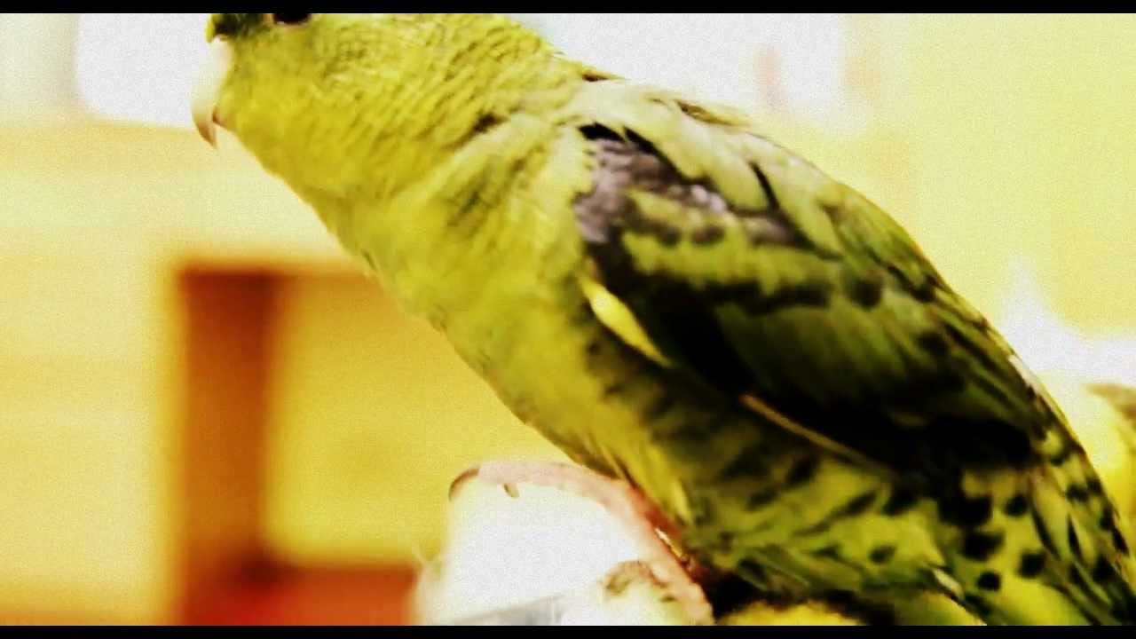 The Lineolated parakeet good at with singing! It's really awesome !