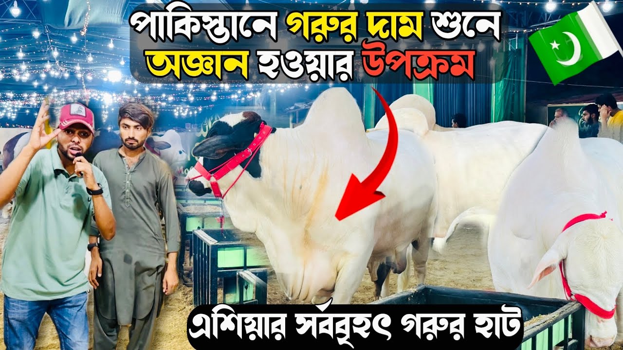 পাকিস্তানে গরুর দাম আকাশ-চুম্বী ৮০-৯০ লাখ রুপি। Northern Bypass Cow Mandi | এশিয়ার সর্ববৃহৎ গরুর হাট