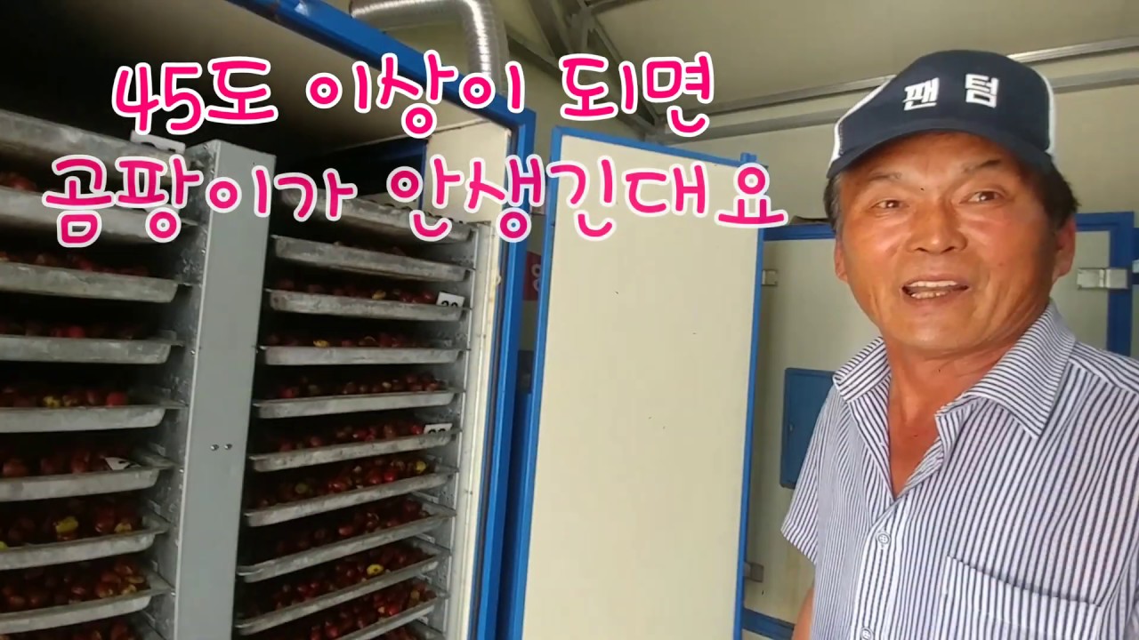 대추 미완숙과 맛있게 말리는 방법