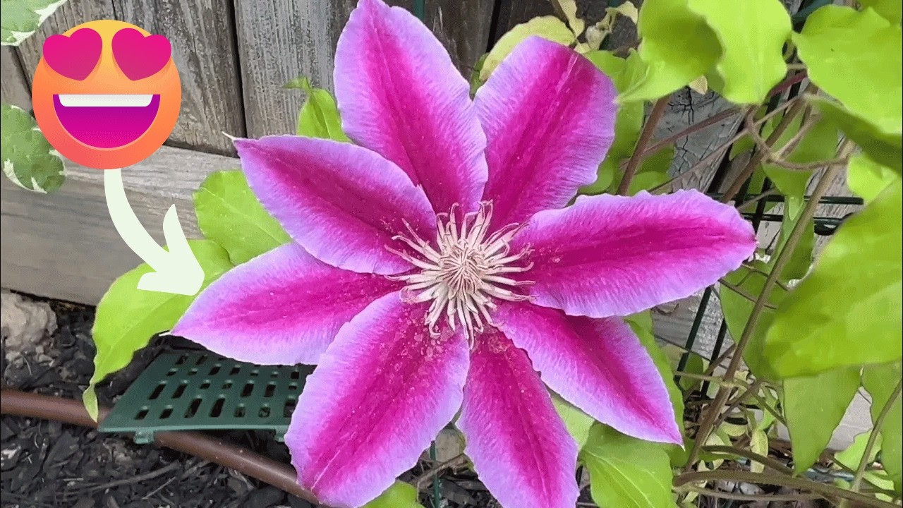 MUST-HAVE Perennial Flower 🩷 Dr Ruppel Clematis 🩷 grows back every year!