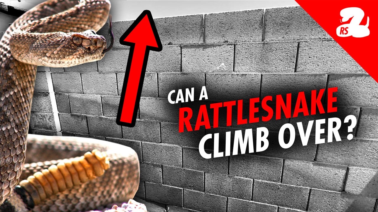 Can a Rattlesnake Climb Over a Block Wall? NO!