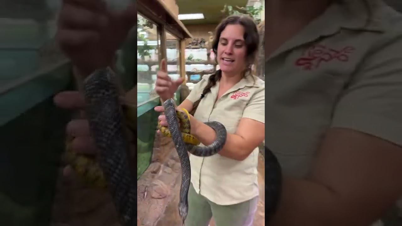 Yellowtail Cribo snakes are the largest colubrids in the world!😱 Reaching lengths of over 8ft+😳....