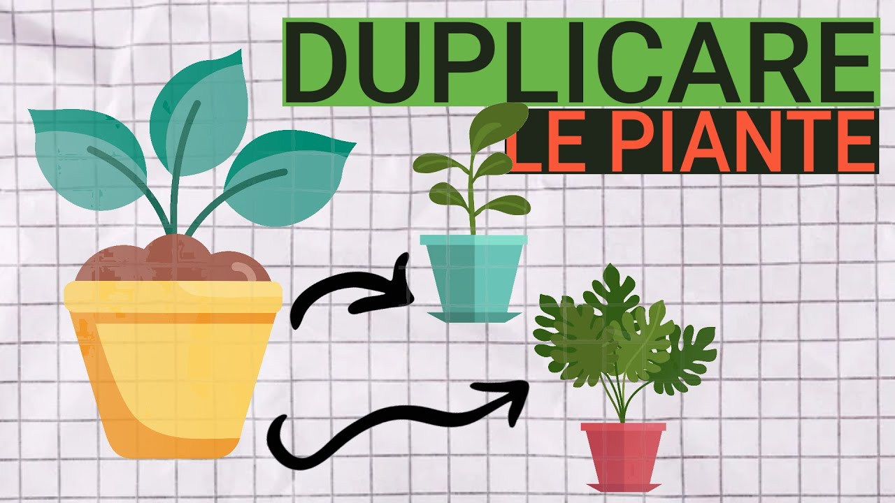 COME CLONARE LE PIANTE - Talea, Margotta, Propaggine e Micropropagazione