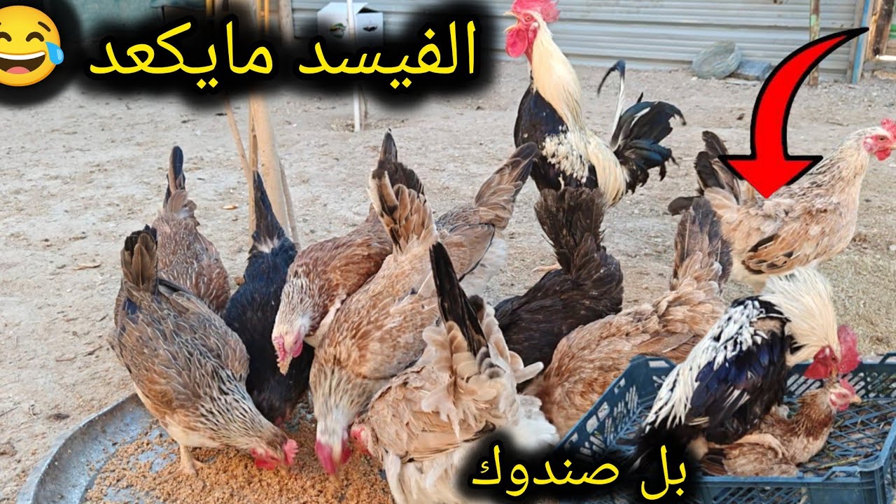 #جبتلكم#هديه🐓طلعت الحاضنه نقلت الكتاكيت🐣وصلونه 34 الف😊