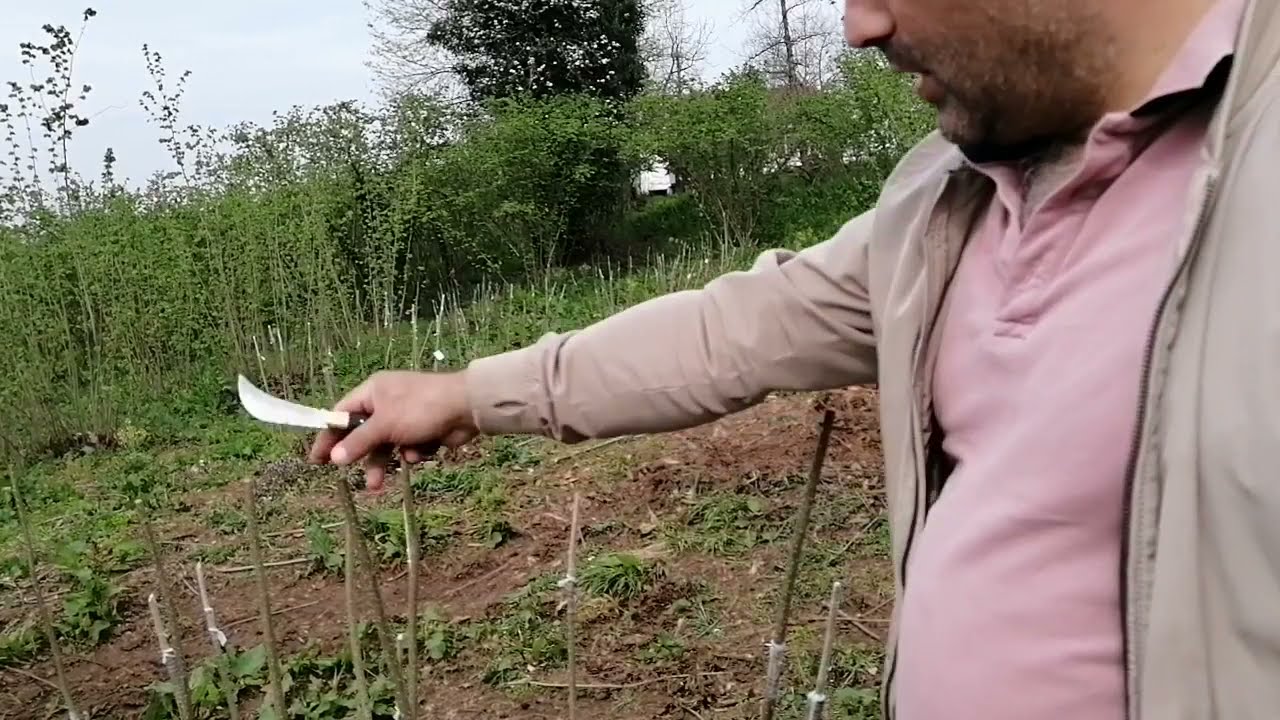 Fındıkta Aşılama (Yongalı Göz Aşısı) -Grafting in hazelnut-