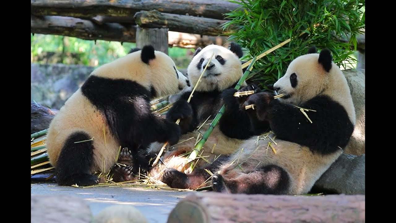 pandacubs年輕的盼青媽媽太有母愛了，女兒搶竹子，直接遞給它！Young panda mom with her cub