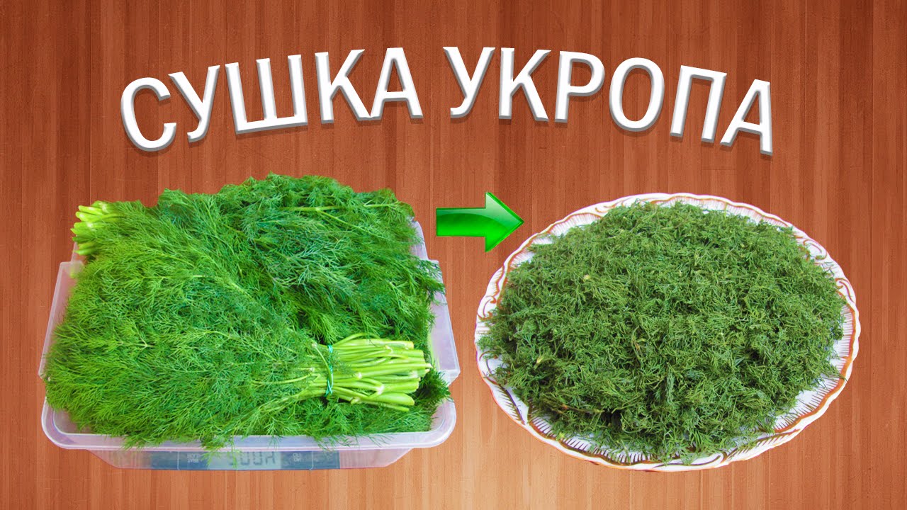 Как качественно сушить укроп? | Сушеная зелень | Травы приправы