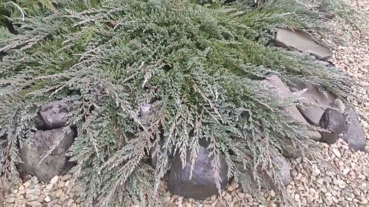 Прогулка по саду в  конце ноября.