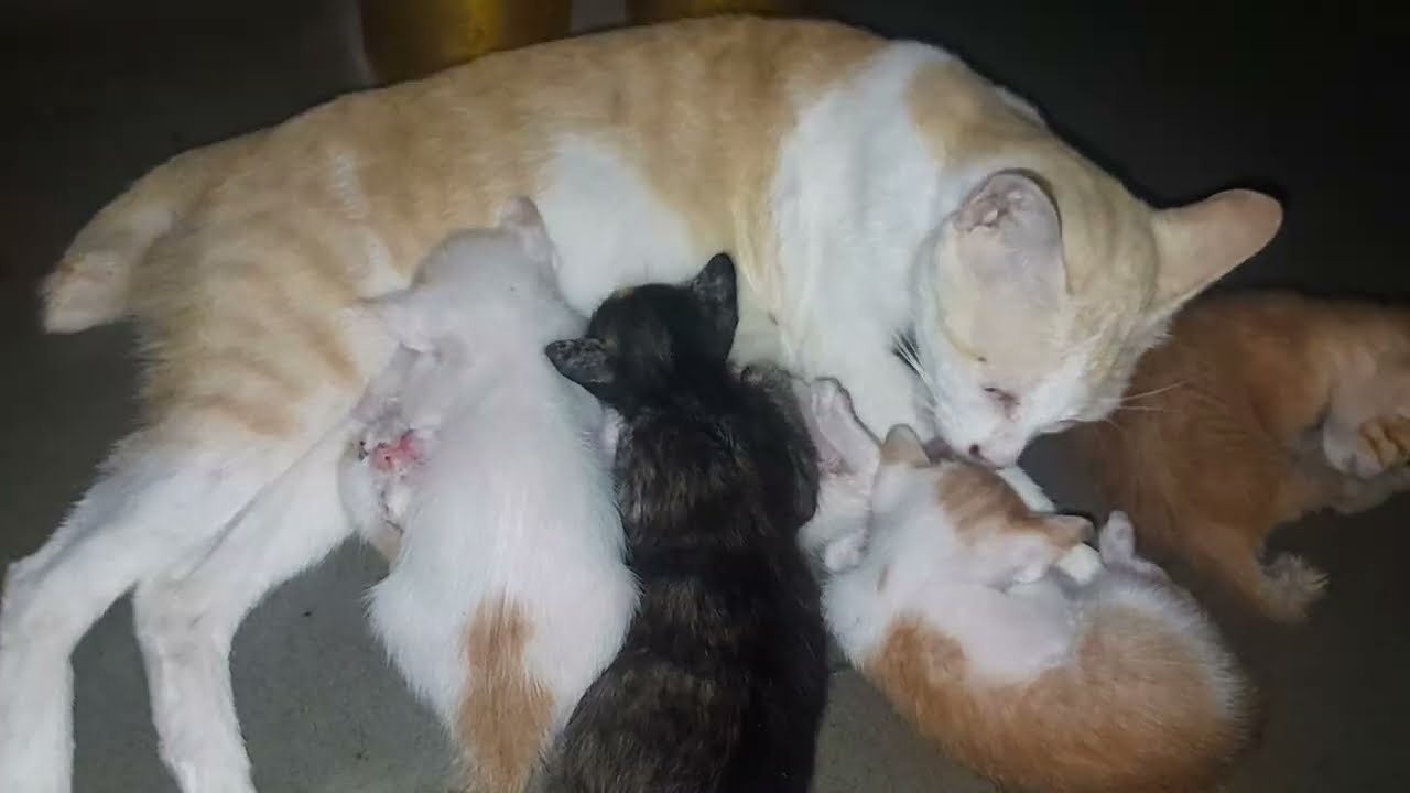 The little baby kittens are getting a good care from mom cat 