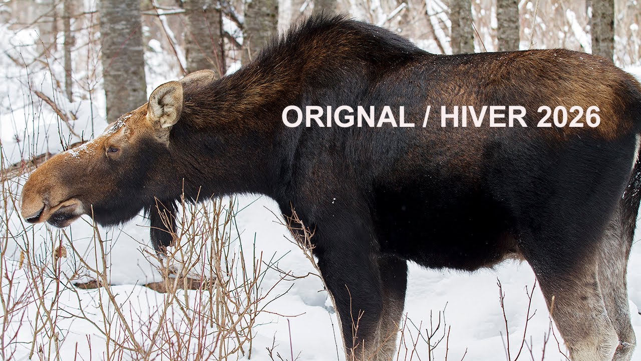 ORIGNAL HIVER 2026