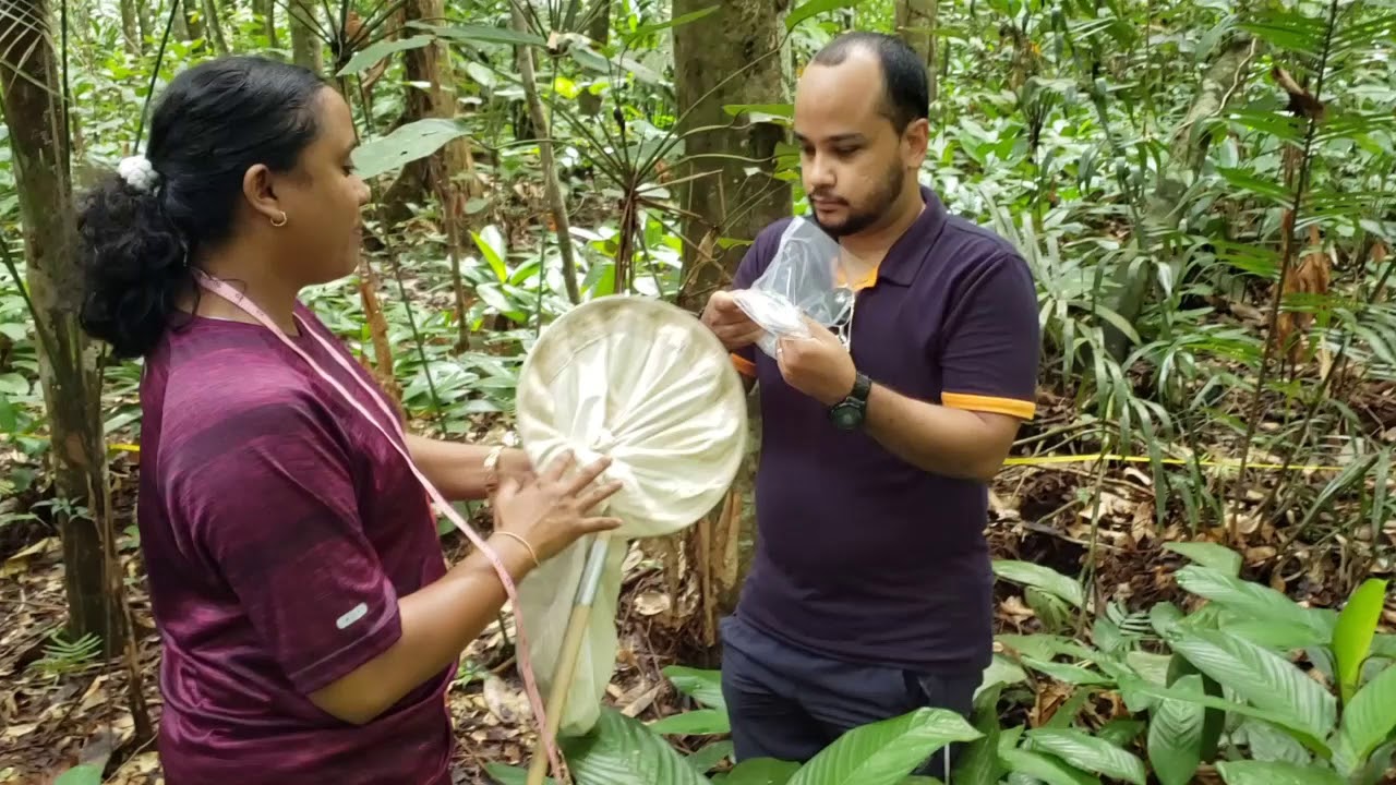 BIOL3469 Sweep Net Sampling of Forest Invertebrates