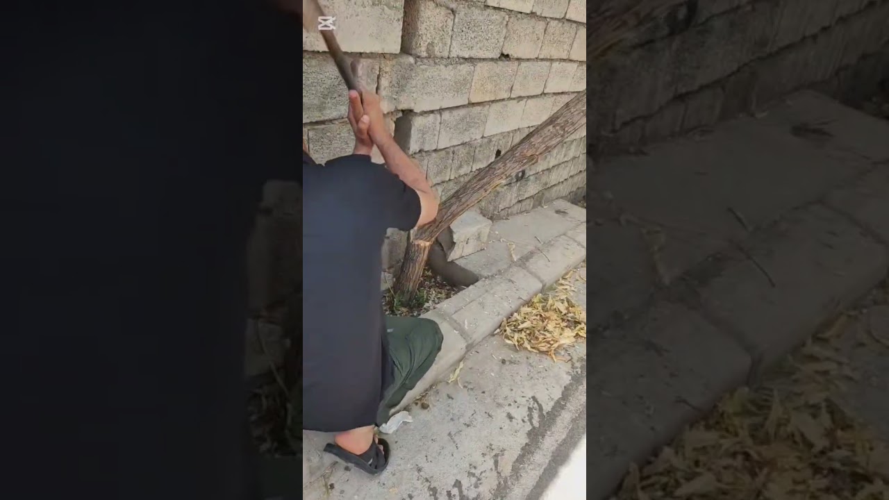 داری بیی بید داریکە زوو گەشە دەکات بەرز دەبیت بەلام پەلکەکانی زۆر هەلدەوەرئن پێویستی بە ئاوی زۆریشە 