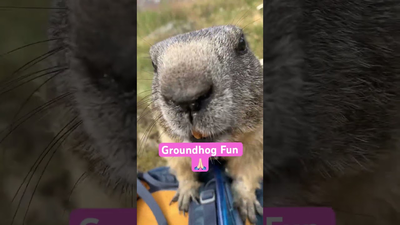 Groundhogs Marmotte Murmeltier Animal Wildlife Alps Switzerland fun time kids content curious cute