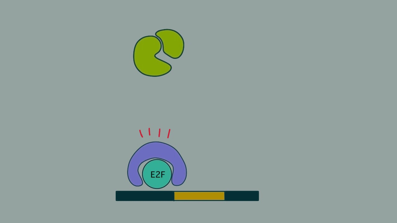 The Rb/E2F Pathway