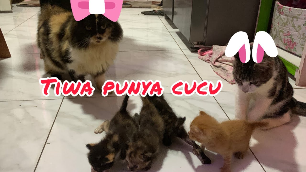 Nenek Kucing Disuruh Momong Malah Ngereog