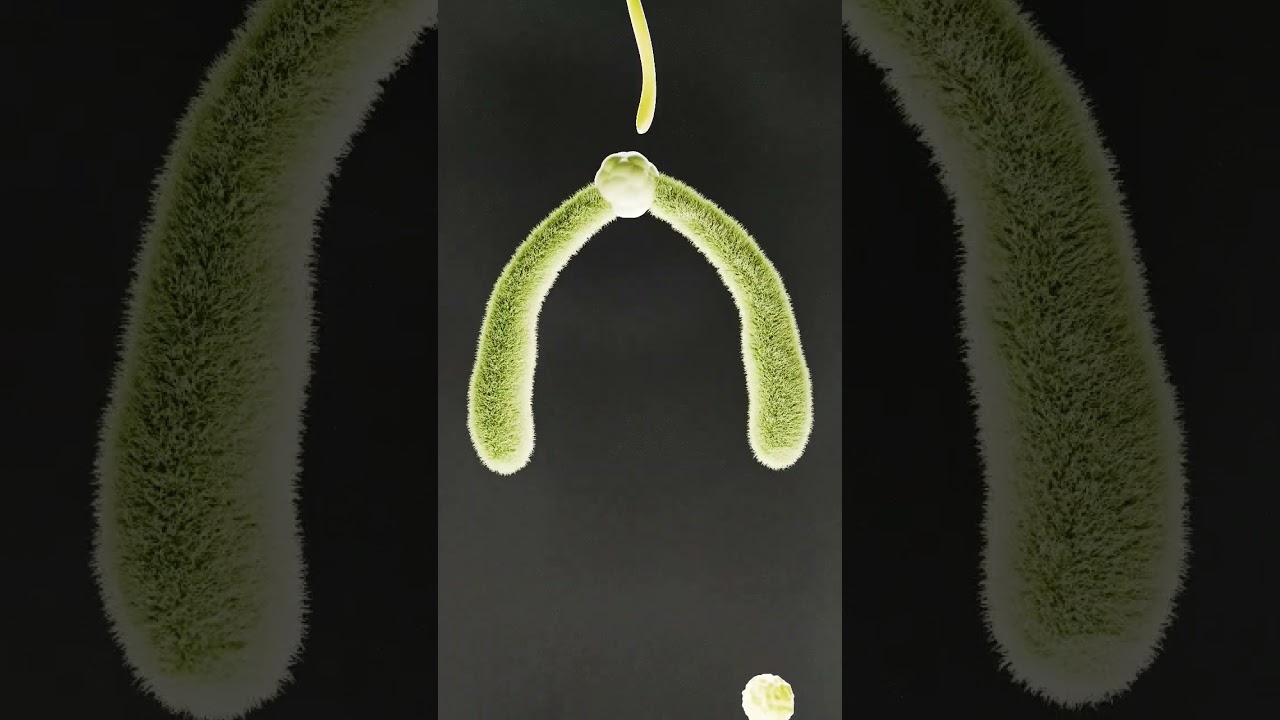 New science Blender tutorial. Cell mitosis. #graphicdesign #blender #b3d #science #cells #biology