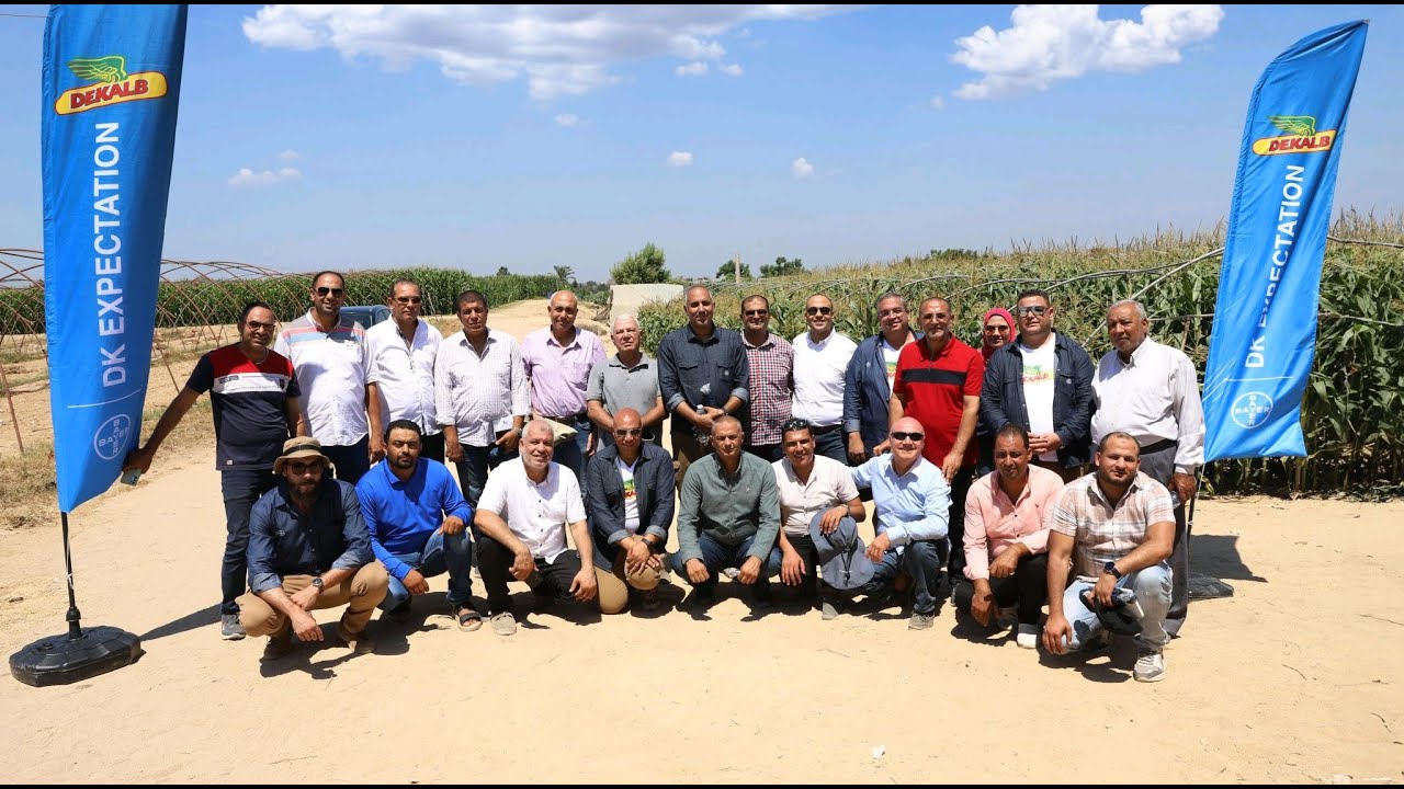 شاهد تجارب زراعة أقوى أصناف بذور الذرة فى مصر ... ديكالب
