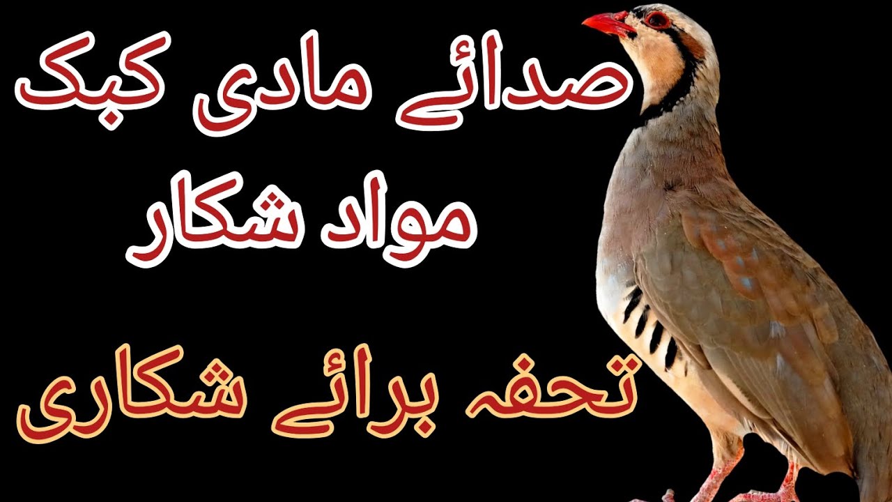 shikari madi ki khobsort awaz.. sound of  female keklik.. desi madi awaz.sawt e shakra..mawad shikar