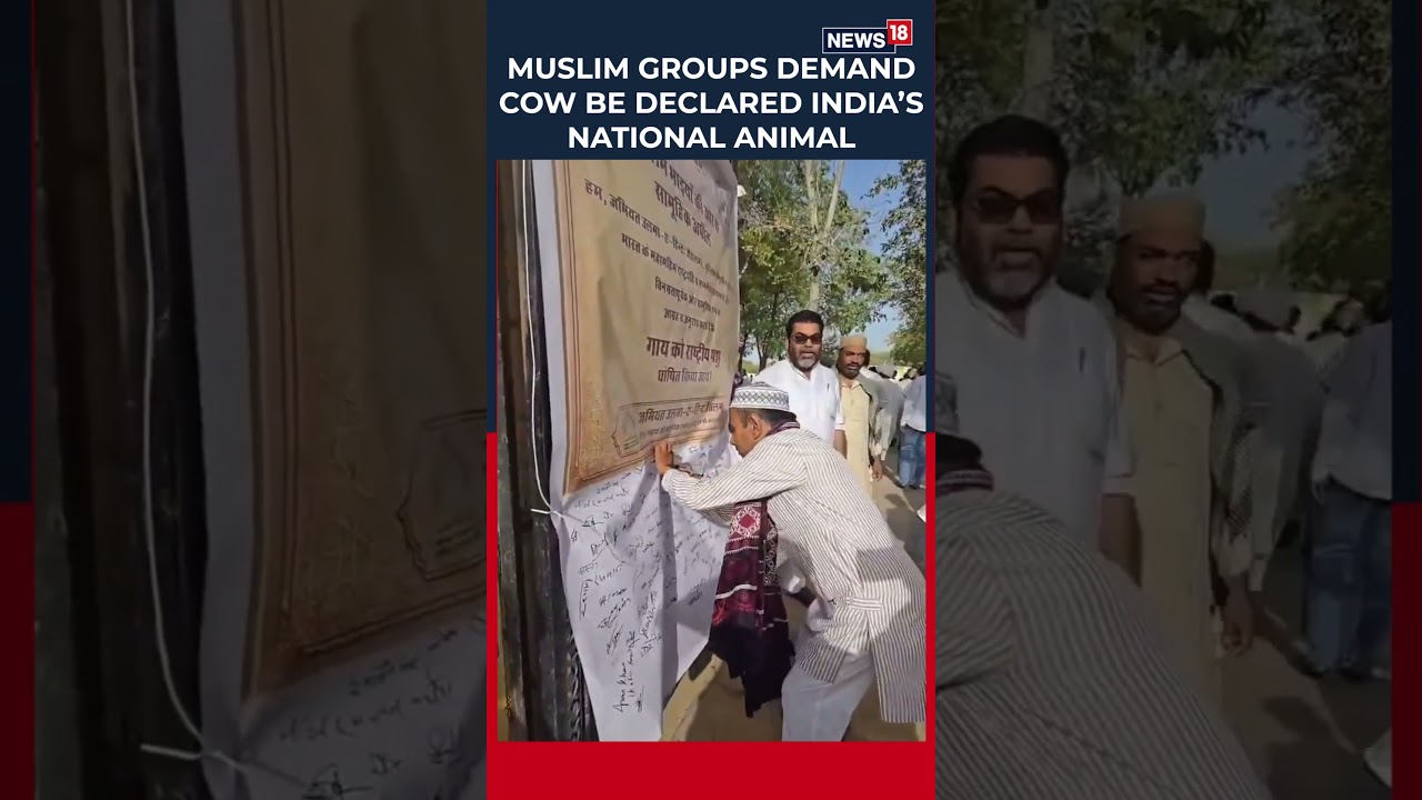Muslim Groups Demand Cow Be Declared National Animal, Seek Ban on Beef Exports Ahead of Bakrid |N18S