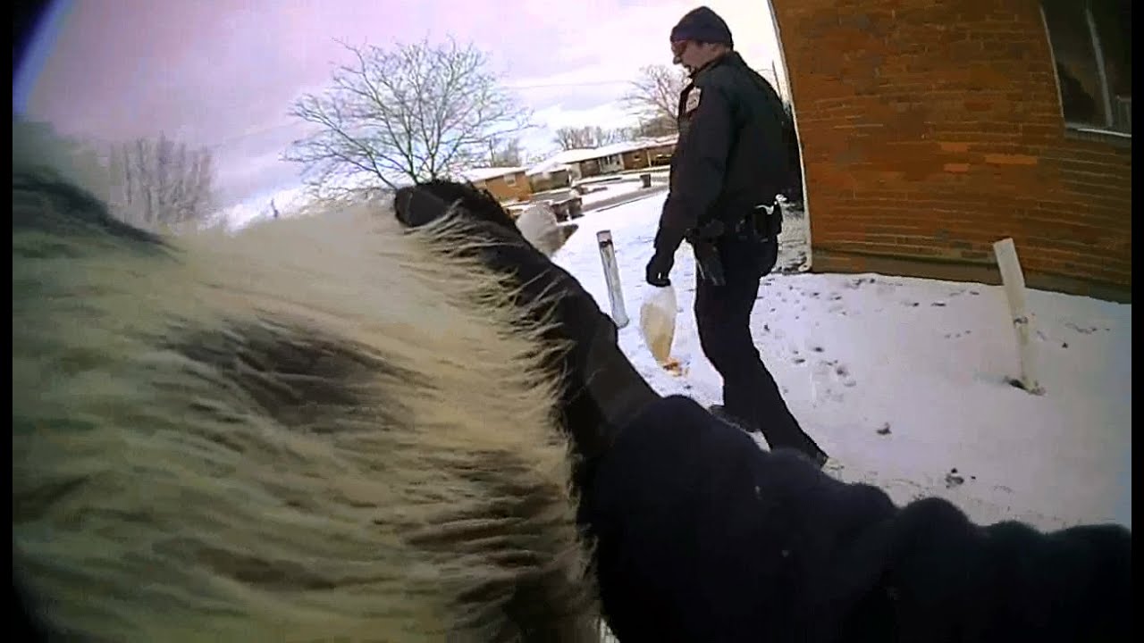 Body camera video shows Columbus police officers chase pig
