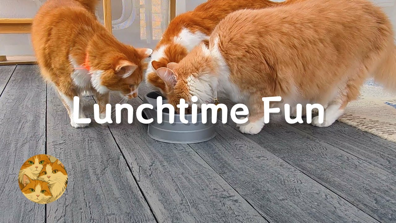 Fancy Feast Lunchtime Fun with Tom, Jerry & Big Orange 猫猫的午餐时光