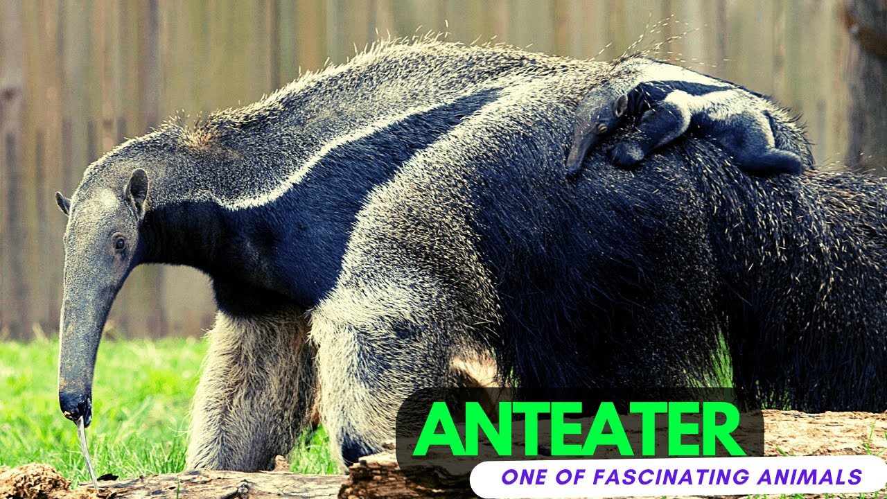Anteaters Anatomy, Habitat, Social Behavior, Reproduction, Diet and Conservation Status