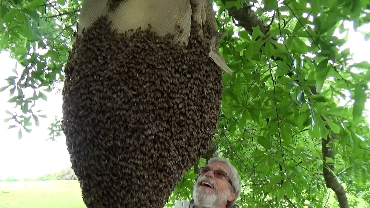 Removing and relocating a massive external beehive from 30 feet in the air.