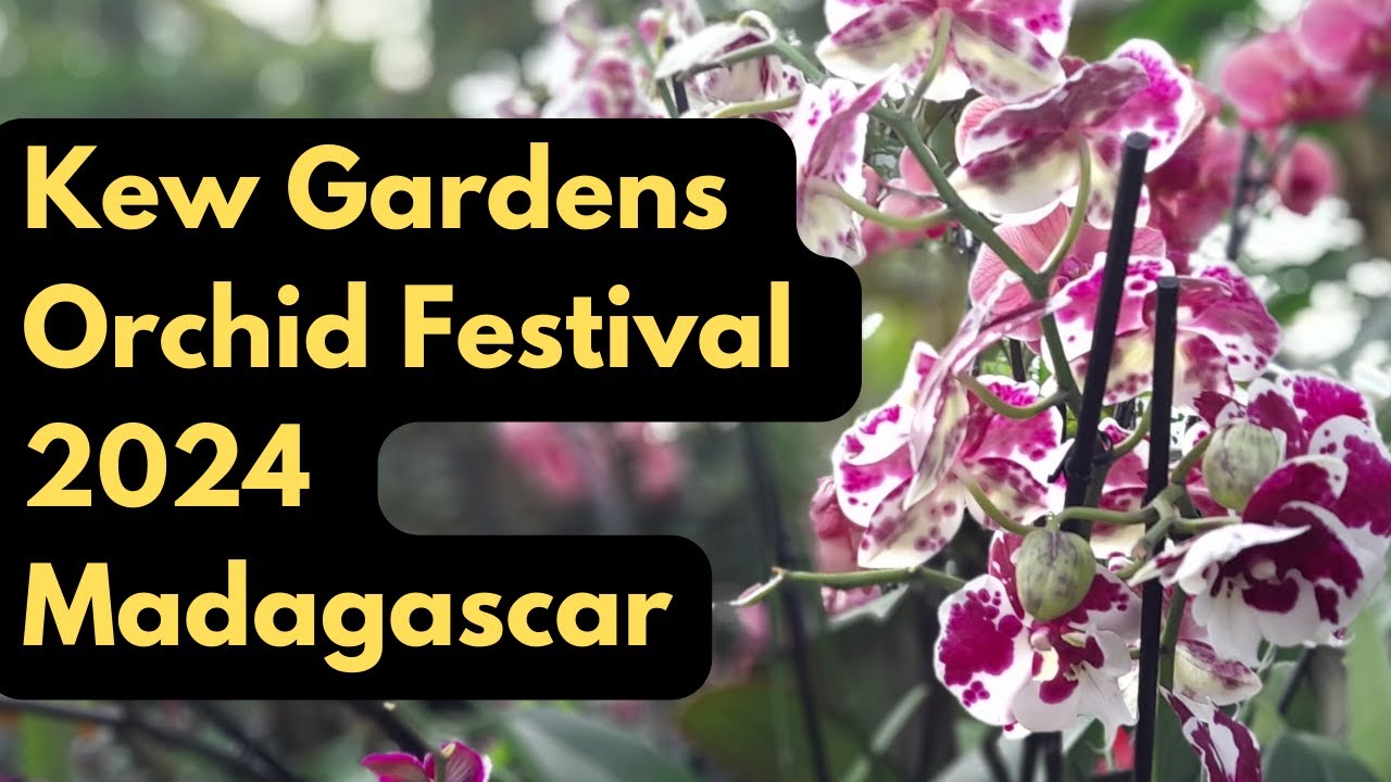 Kew Orchid Festival 2024 - Full