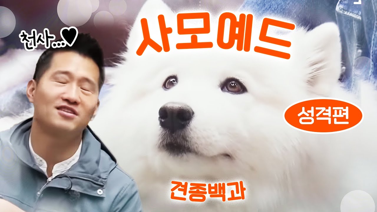 사모예드 성격 편 (사회성,의심쟁이,사람이좋아)｜강형욱의 견종백과 X 극한견주 솜이 X 백곰이