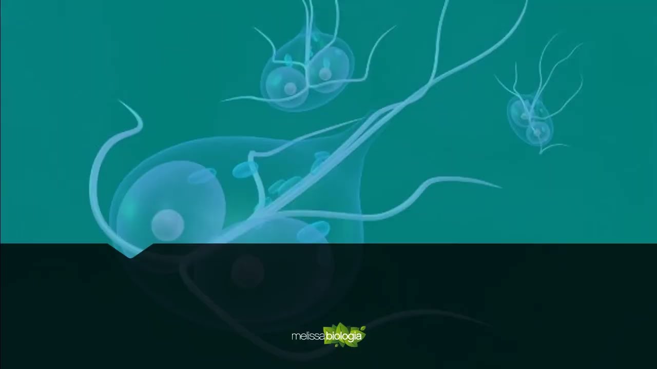 Protozo&aacute;rios e Protozooses humanas principais transmitidas pela &aacute;gua