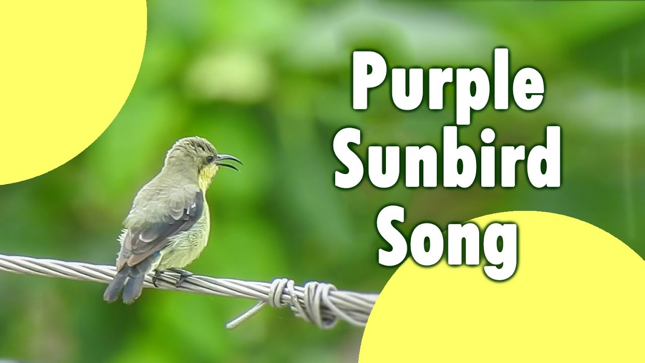 Purple sunbird in eclipse plumage singing different songs - Sound of a garden bird,backyard sounds