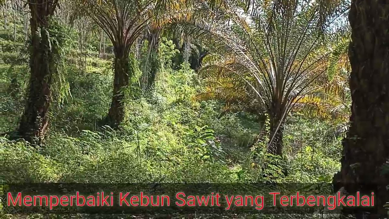 Merawat Kebun Kelapa Sawit Terbengkalai