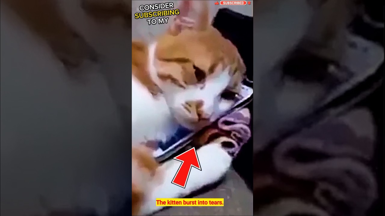 Cat displays emotional response after the death of his owner.❤️🐾 #shorts