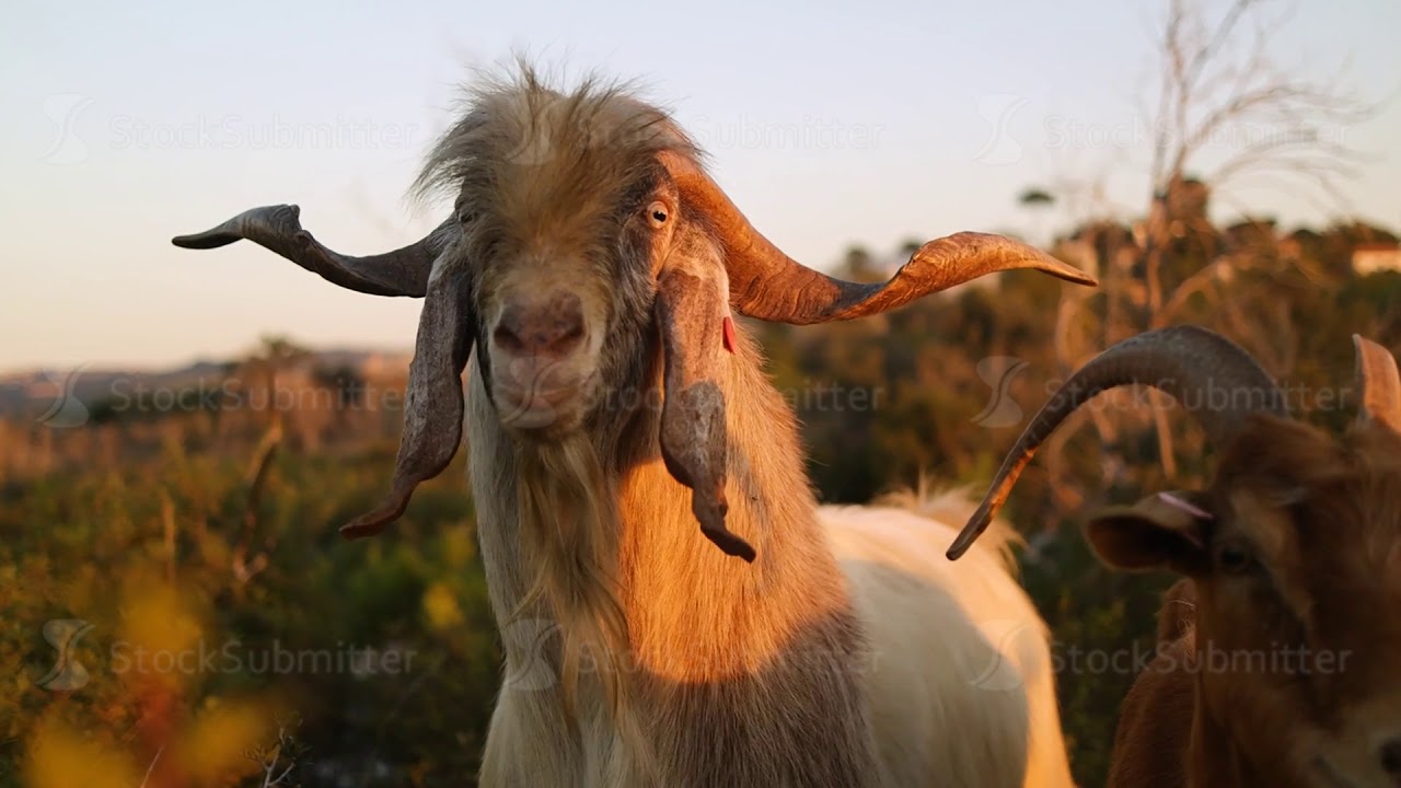 Goat looking at the camera on the background of nature and sunset. Slow motion