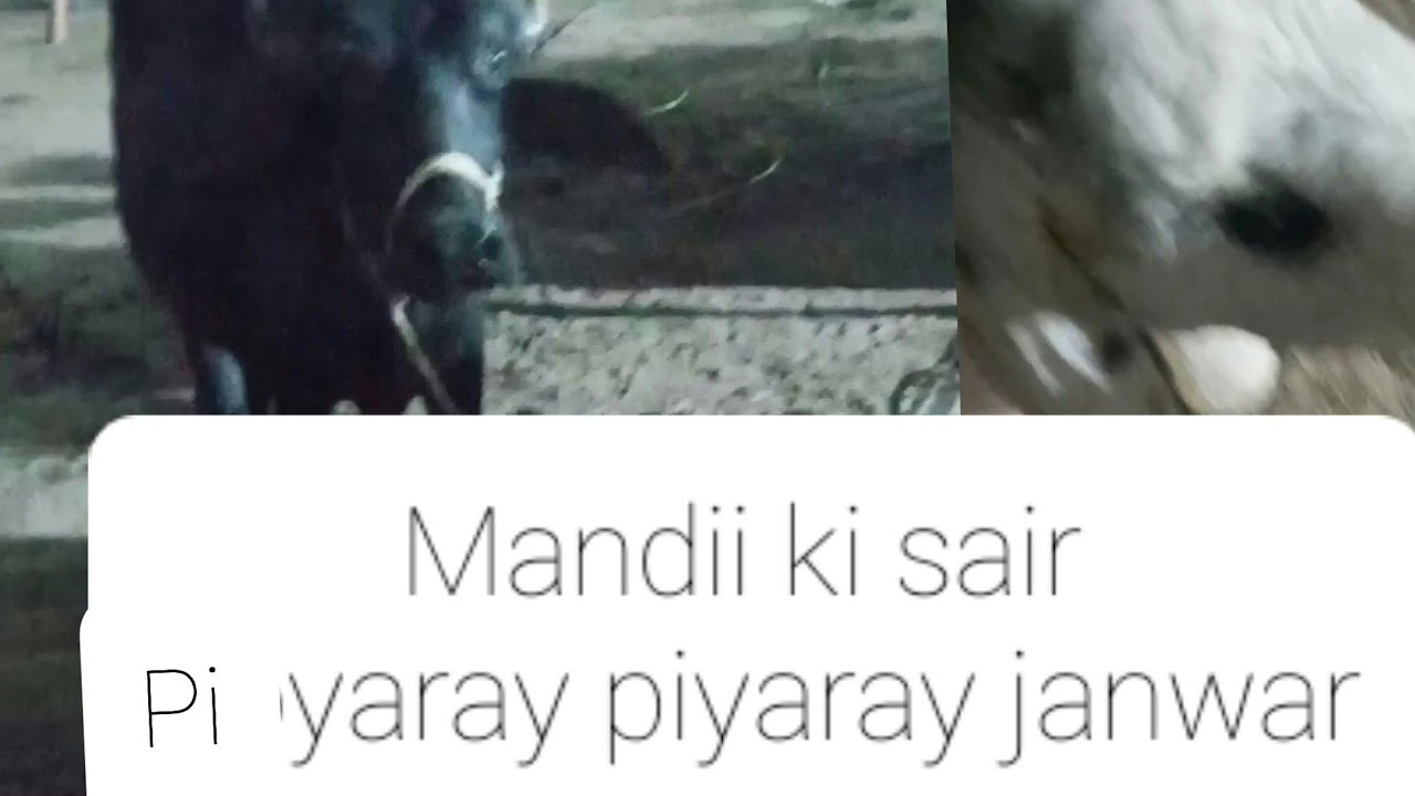 Mandi ki Sairrr/Janwar piyaray piyaray
