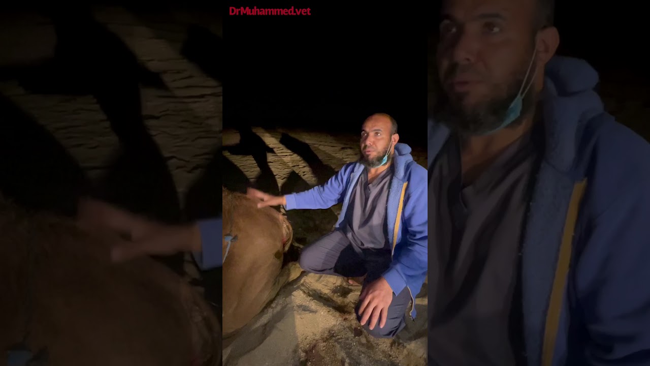 حقن الإبل في اللحم أو العضل.Intramuscular injection sites in camels.