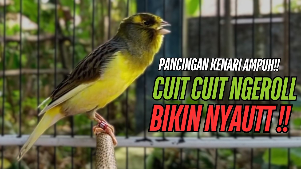 SUARA Kenari GACOR PANJANG Pancingan & masteran Kenari Paud AGAR gacor AMPUH Kenari MACET bunyii