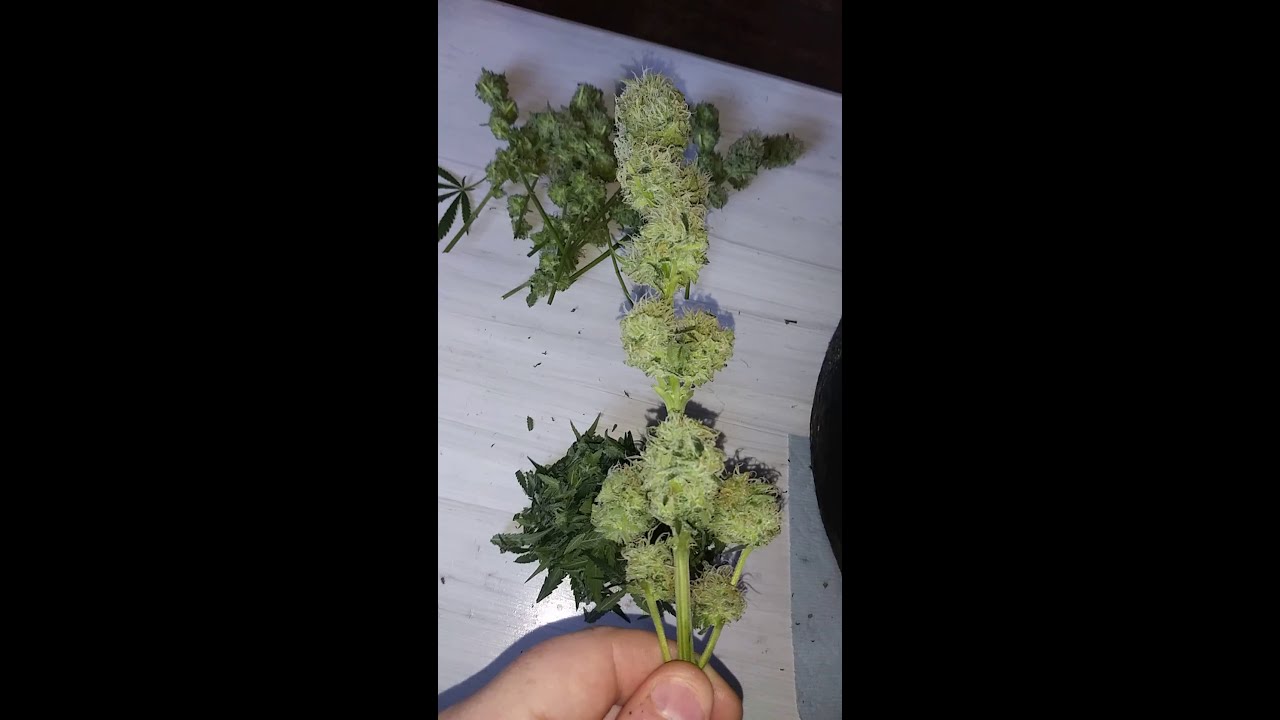 Harvest day - green crack indoor grow