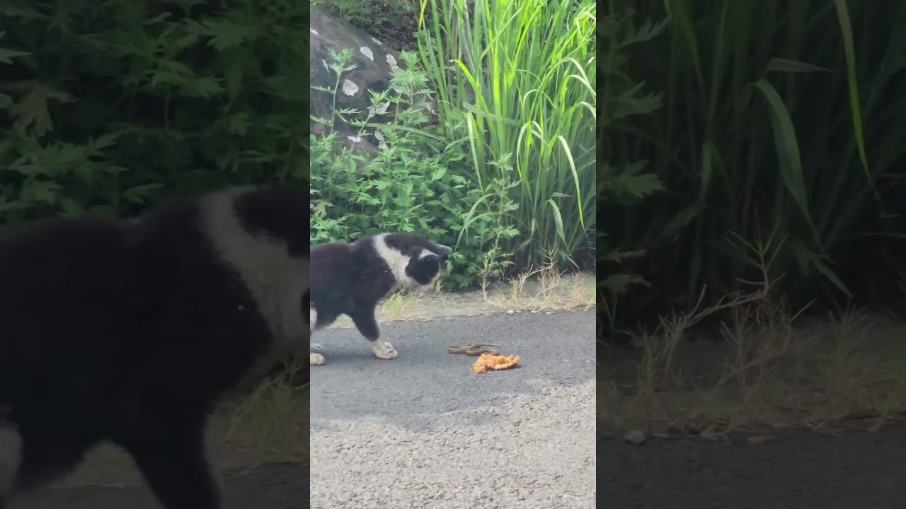 [번외] 여행 중 만난 제주 야생고냥이 장난감 됨 아기 뱀 240815