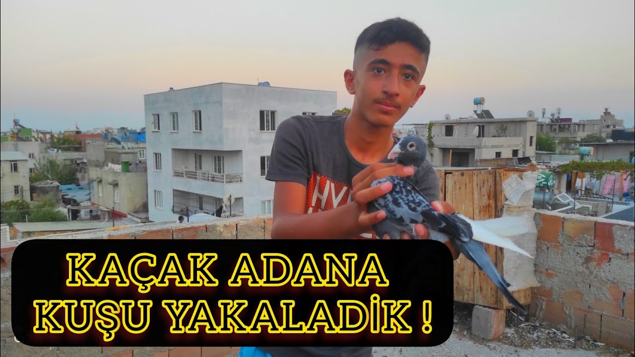 KAÇAK GÜVERCİN YAKALADİK ! #SERİSİNİRSİZ