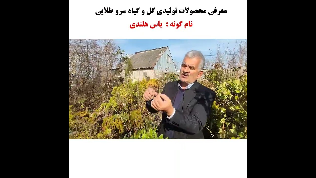 خرید یاس هلندی