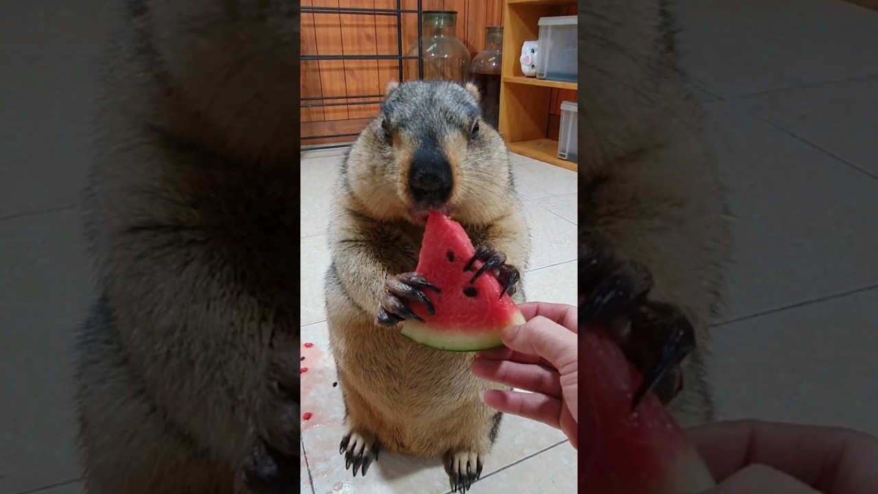 Relaxing watermelon chewing sound of chubby marmot #cute #cuteanimals #animals