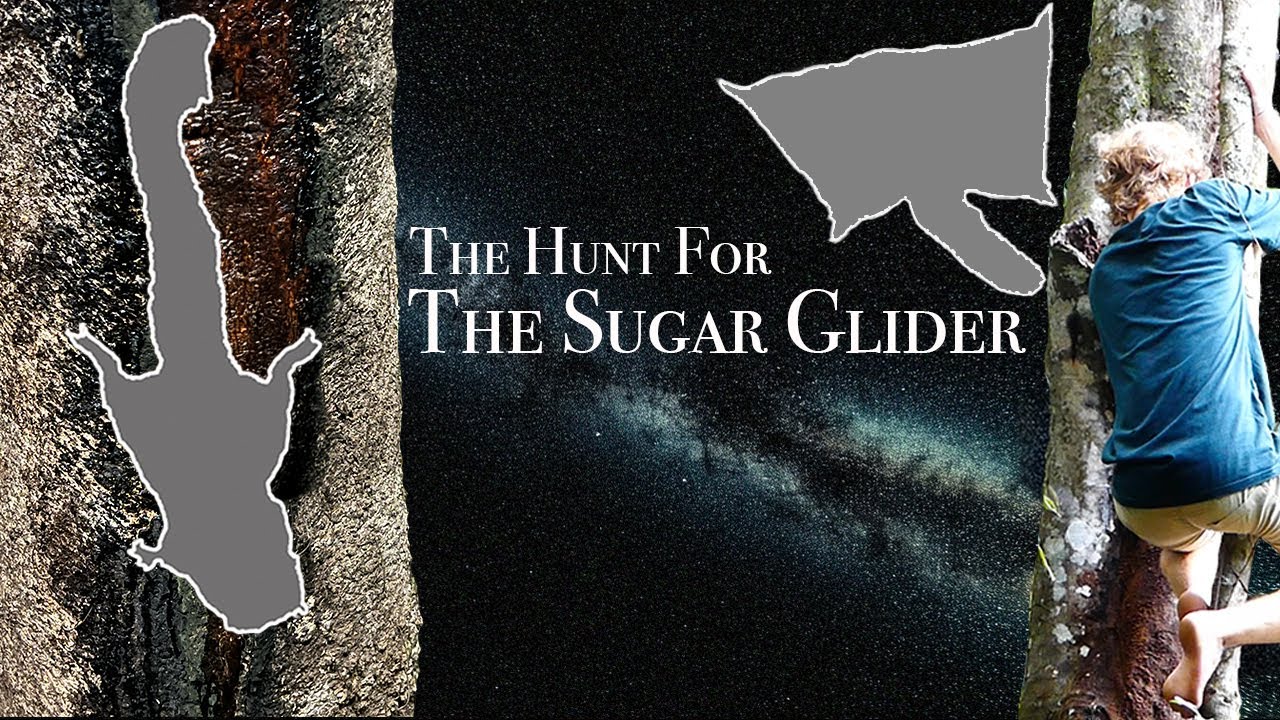 The Hunt for the Sugar Glider (4K)
