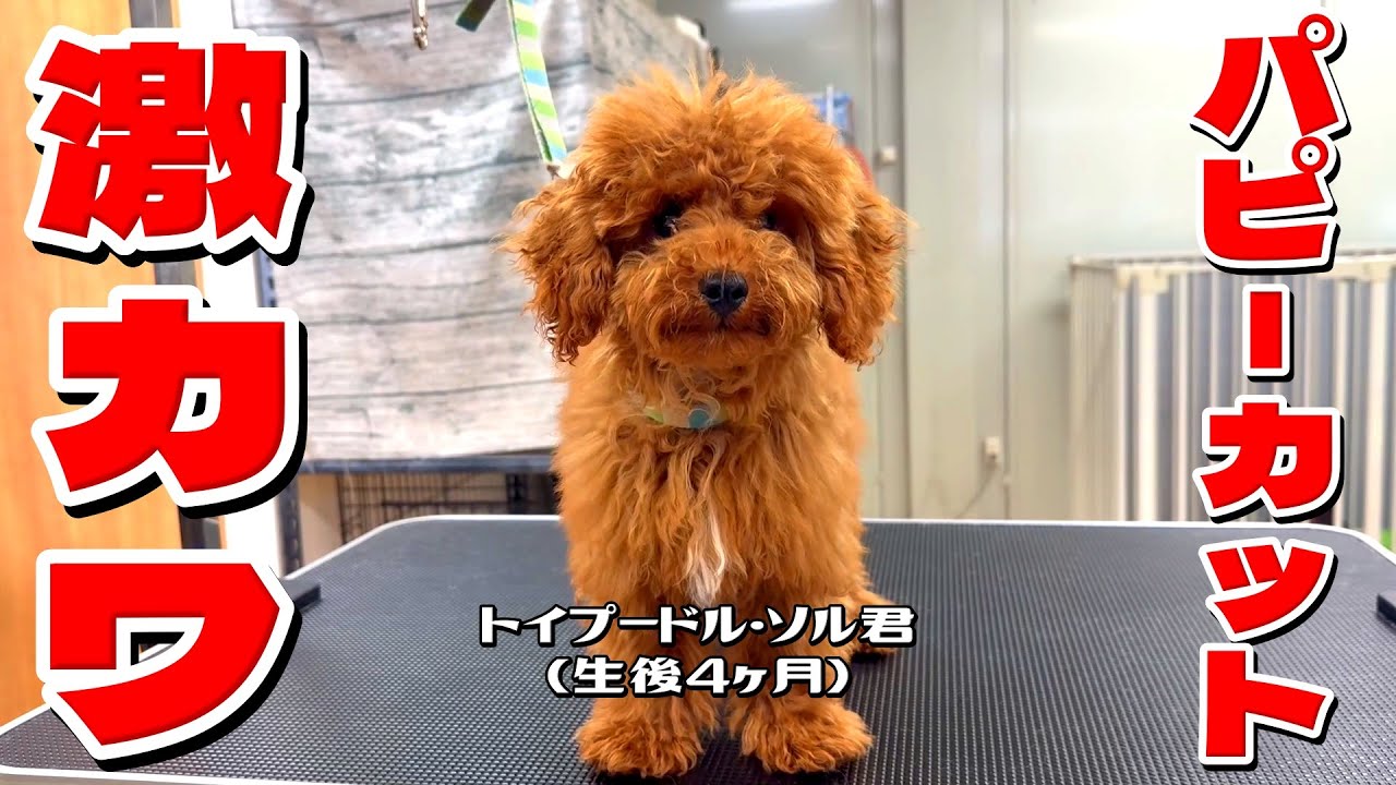 おまかせパピーカットで激カワ！トイプードル・ソル君生後4ヶ月 #toypoodle #トイプードル #トリミング