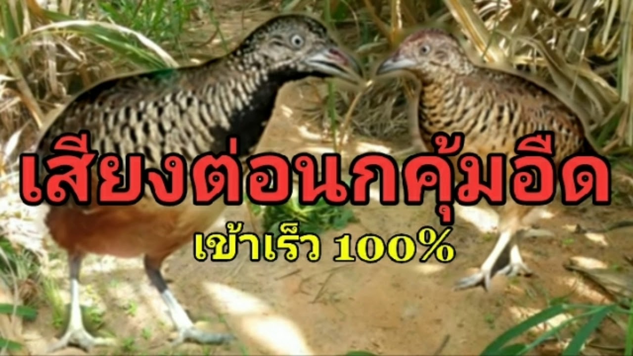 เสียงต่อนกคุ้มอืด เข้าเร็ว 100%