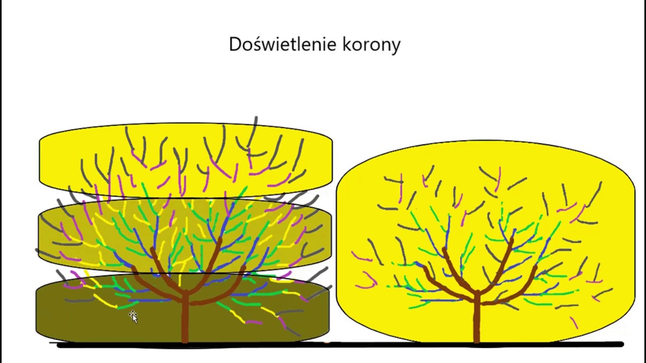 Ciecie czeresni - wyprowadzenie czeresni w formie naturalnej