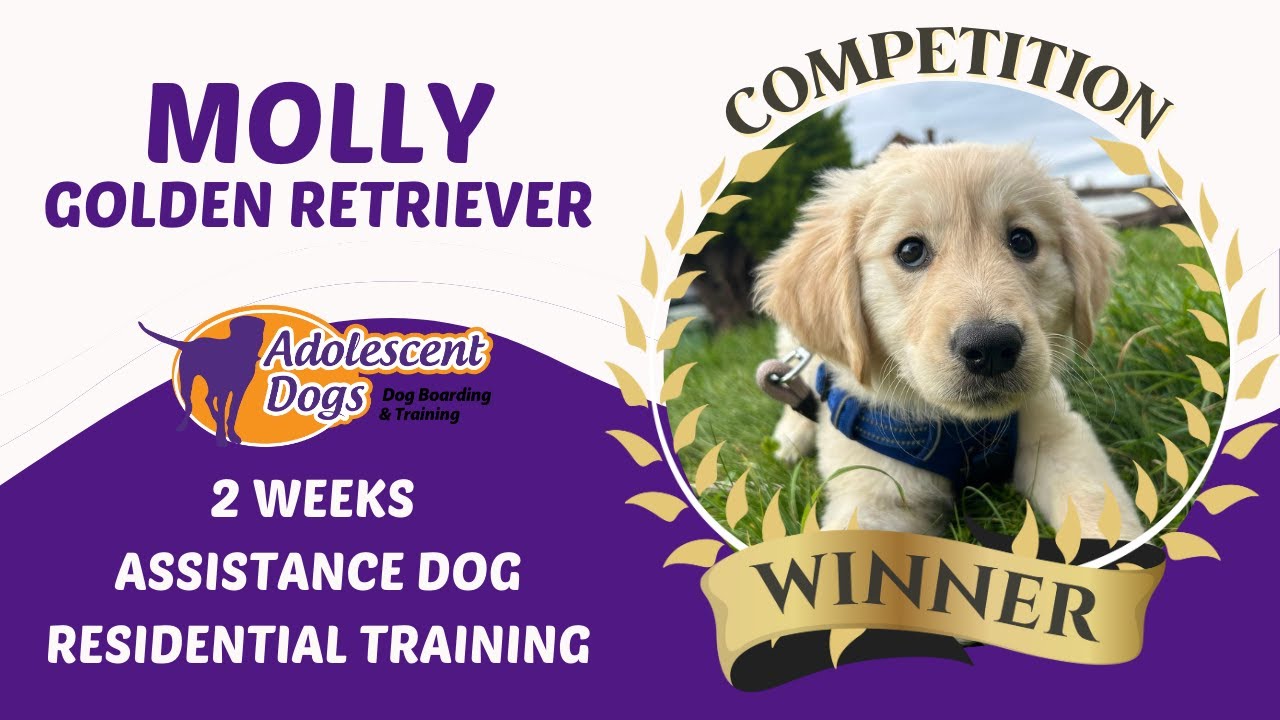 Molly the Golden Retriever Puppy | Competition Winner - 2 Week Assistance Dog Residential Stay