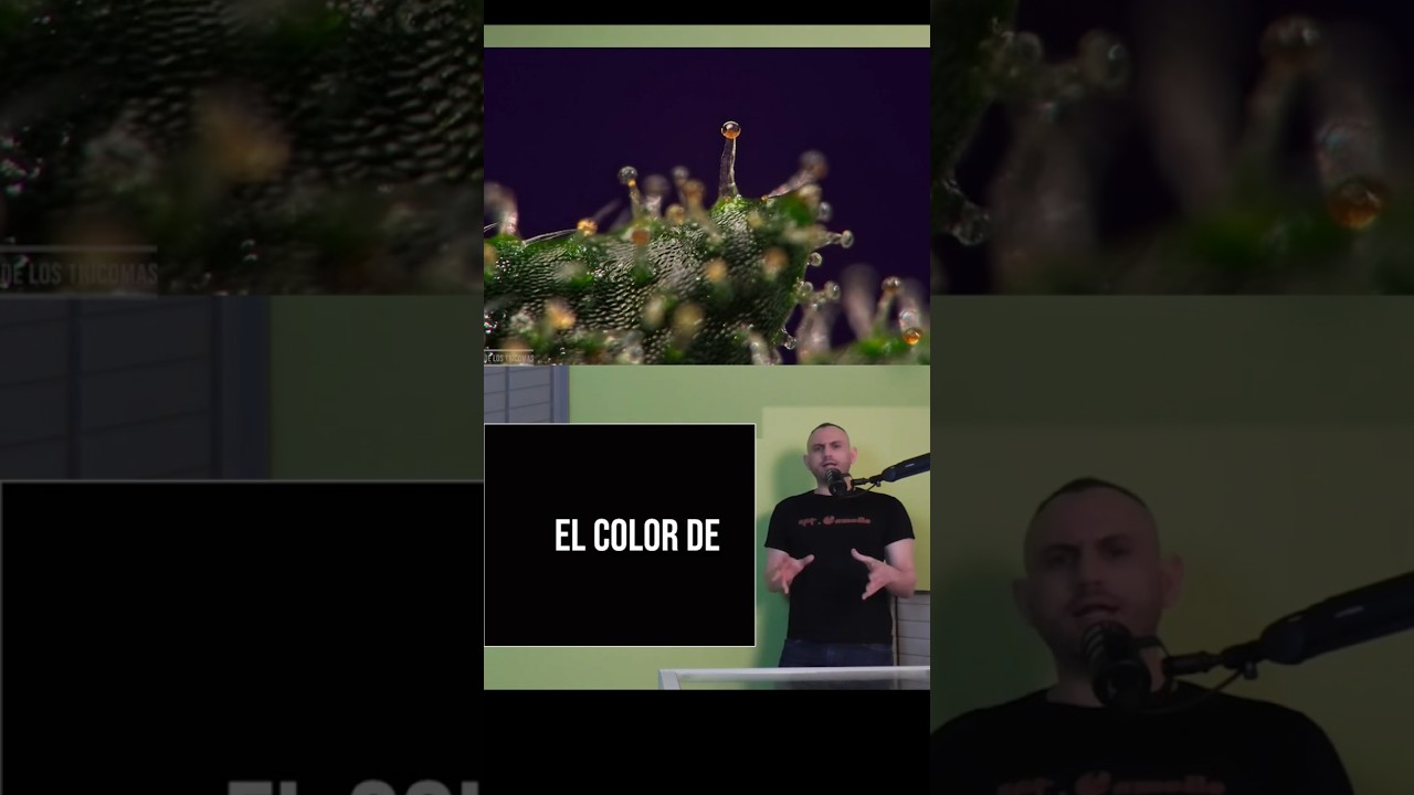 EL COLOR de LOS TRICOMAS (Cu&aacute;ndo Cortar Marihuana)
