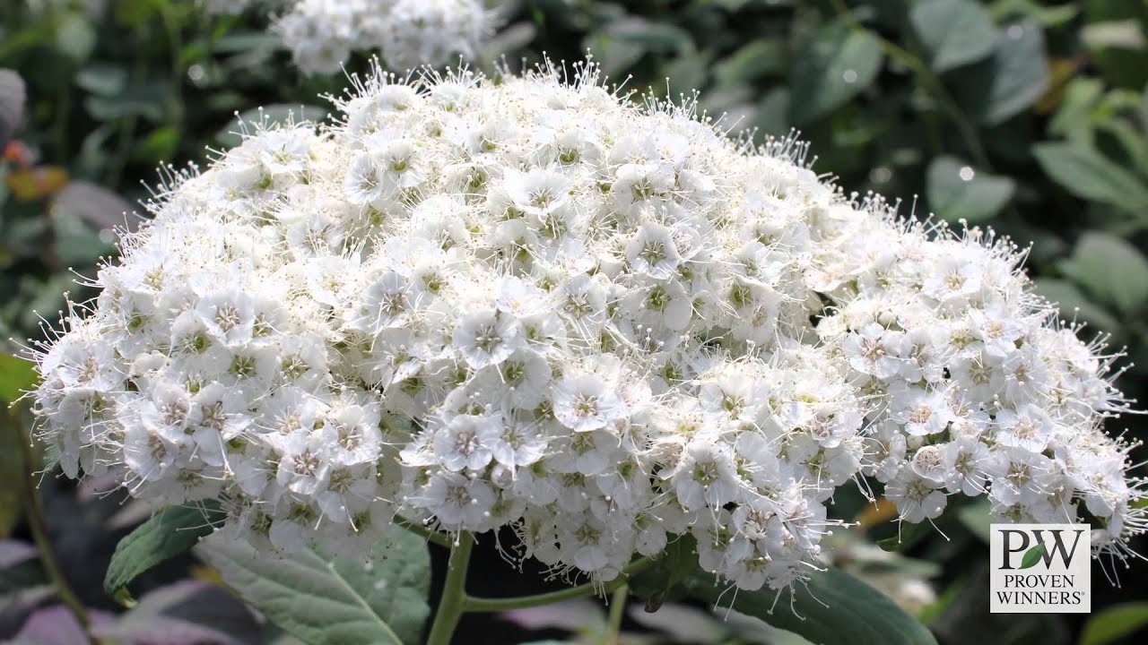 Double Play&reg; Blue Kazoo&reg; Spirea | Multi-Season Color & Easy-Care Shrub