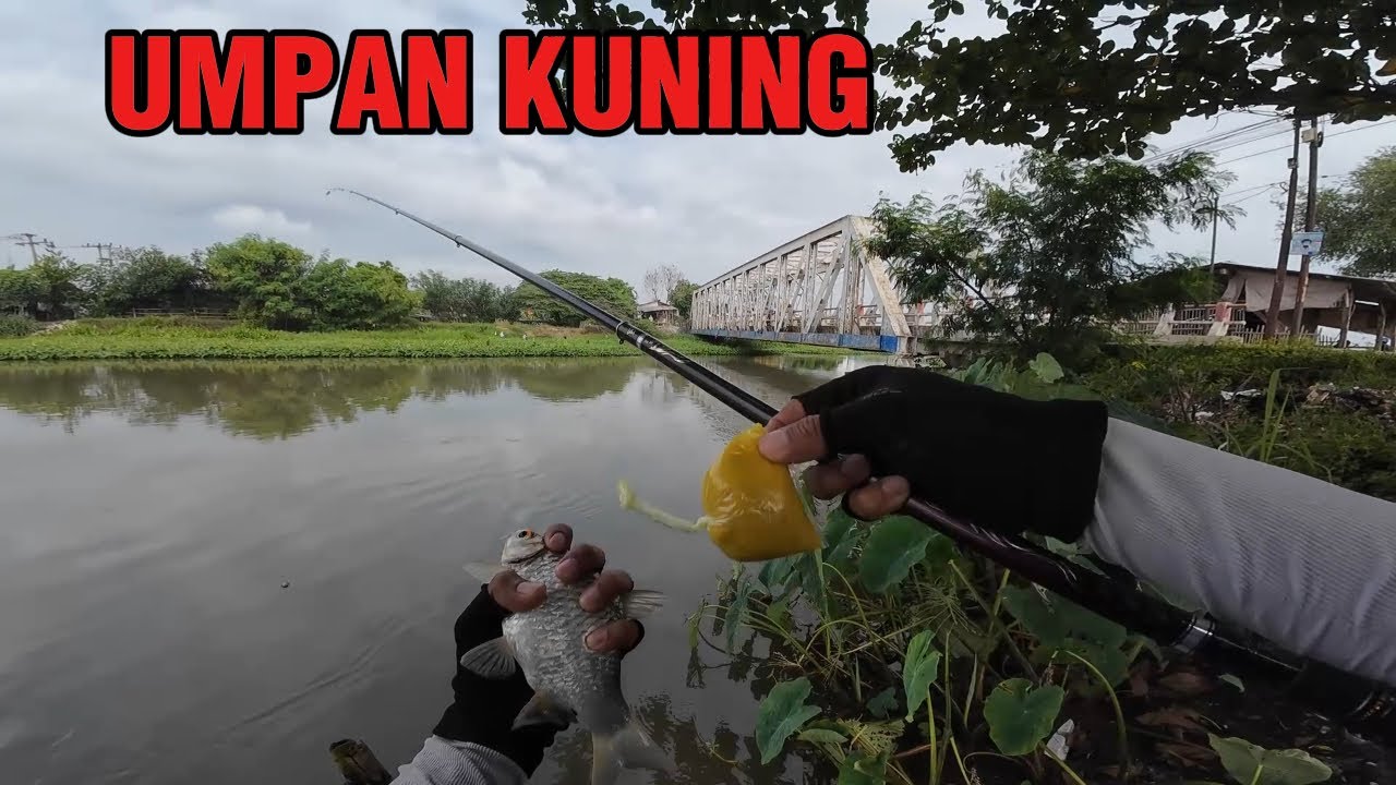 Mancing tawes sirip merah menggunakan umpan andaln #fishing #mancingmania